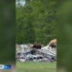 Эһэни хааччаҕа суох бултууру туруорсаллар