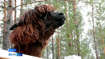 Пушистая экзотика в далекой Якутии. Альпаки стали настоящими звёздами эко-фермы в Якутске