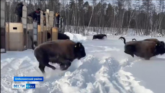 В Олёкминский район Якутии в рамках программы сохранения редких видов прибыли телята бизонов