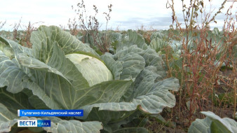 Картофель, морковь и капуста. Якутские сельхозпроизводители продолжают уборочную компанию