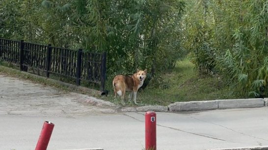 В Якутске отловлено более 1,5 тысяч безнадзорных собак с начала года