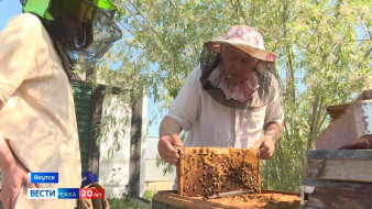 В Якутии пчеловоды начали собирать первый мёд
