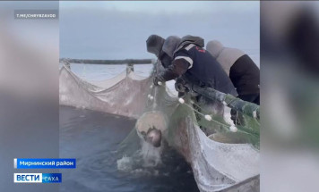 Чернышевский рыбоводный завод планирует реализовать около 20 тонн рыбы до конца года