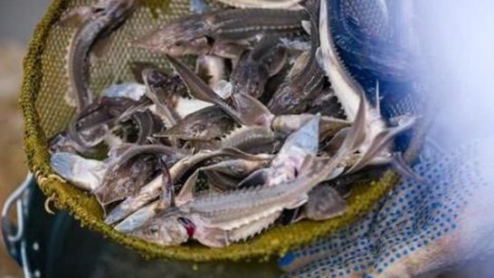 В Якутии планируют построить новый рыбоводный завод