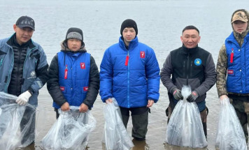 В Якутии 200 тысяч личинок чира выпущено в реку Анабар в 2025 году