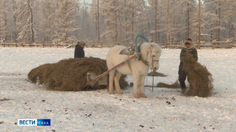 Саха сирин үгүс улуустарыгар хаһаайыстыбалар кыстыгы толору оттоох көрсөллөр