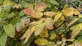 Прогноз погоды в Якутии на 15 сентября