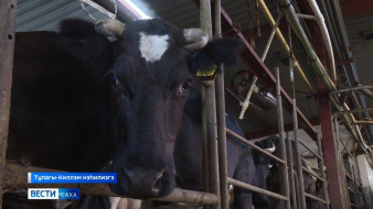 Саха сиригэр үүтү туттарыы үгэнэ