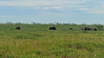 В Аллаиховском районе реализуются меры по воспроизводству и охране овцебыков