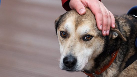 В Якутске стартовал месячник регистрации домашних животных