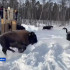 В Олёкминский район Якутии в рамках программы сохранения редких видов прибыли телята бизонов