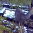 Косуля на фотоловушке. Результаты проекта "Дикий кадр" в ресурсномом резервате "Кэнкэмэ"
