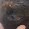 Ветеринары предупреждают! В Якутии у домашних животных фиксируются случаи укусов клещей
