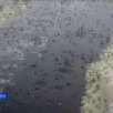 На реке в Мирнинском районе якутяне запечатлели огромную стаю уток