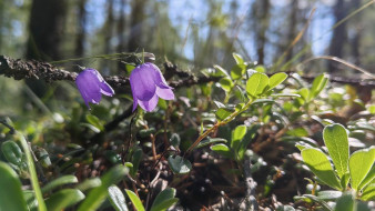 Прогноз погоды в Якутии на 4 августа