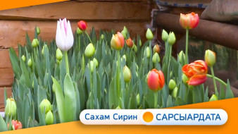 Тыһыынчанан дьэрэкээн сибэккилэр