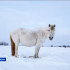Традиции и хозяйство. Как развивается табунное коневодство в Якутии?