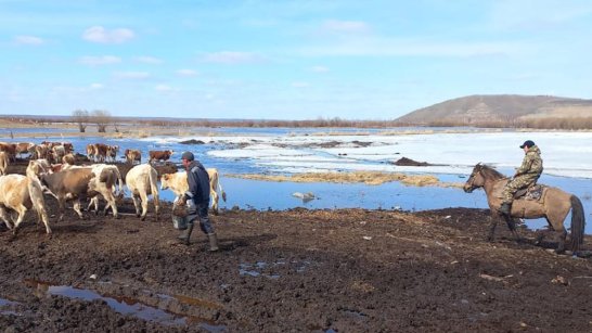 Из-за угрозы подтопления в 8 районах Якутии отогнали на возвышенности порядка 10 тысяч сельхозживотных