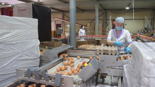 Якутская птицефабрика увеличила объёмы производства до 84 млн яиц в год