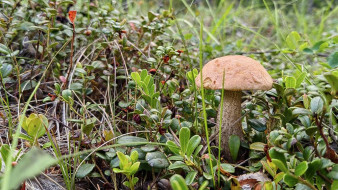 Прогноз погоды в Якутии на 3 августа