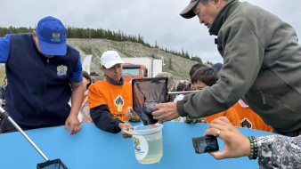 Около 275 тысяч экземпляров молоди сибирского осетра выпустили в реку Лена