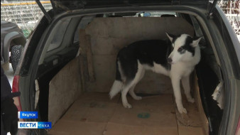 Выпуск "Вести Саха" 26.11.2025 (21:10)