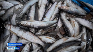 Ряпушка, муксун и нельма. В Якутск прибывают контейнеры со свежим уловом из Булунского района