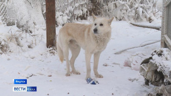 Более 200 безнадзорных собак отловили с начала года в Якутии