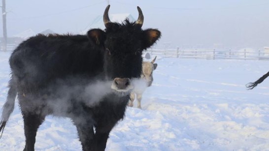 Предприятие "Якутский скот" добилось увеличения поголовья якутской коровы  