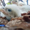 Жительнице Якутии удалось получить редкие кадры прямо из гнезда сапсана
