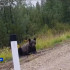 На трассе в Алданском районе местный житель встретил крупного медведя