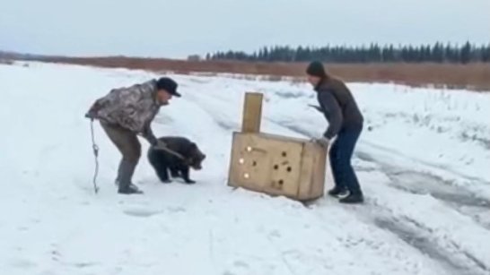 Найденного в Томпонском районе медвежонка транспортируют в Якутск