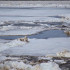 В Якутии на реках Лена и Алдан отмечается повышение уровней воды