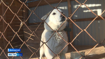 Саха булчут боруода ыттары иитэр питомник кыстыкка киирэргэ бэлэмнэнэр