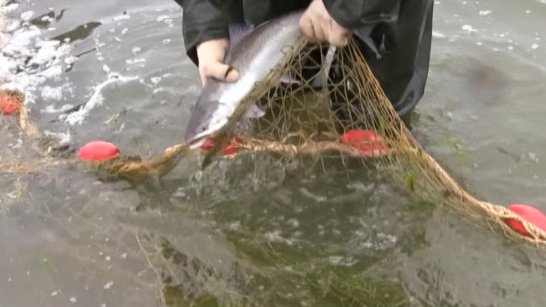 На территории Якутска запретят использование сетных орудий добычи при любительском рыболовстве