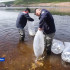 Около 1,5 млн личинок чира выпустили в реку Вилюй в Мирнинском районе