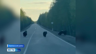 В Якутии зафиксировали новые случаи появления медведей рядом с людьми