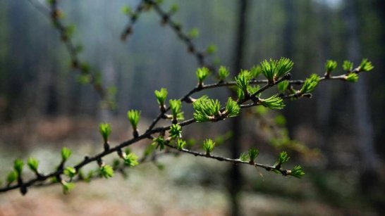 Прогноз погоды в Якутии на 29 июня