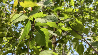 Прогноз погоды в Якутии на 24 июля