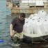 В Якутии около 500 тысяч личинок пеляди выпустили в Вилюйское водохранилище