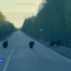 В Якутии зафиксировали новые случаи появления медведей рядом с людьми