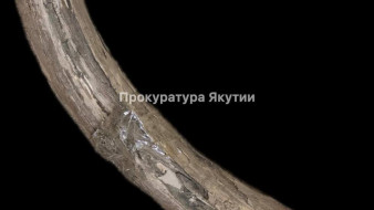 В Якутии прокуратура добилась передачи в государственную собственность бивней мамонта общим весом свыше 20 кг