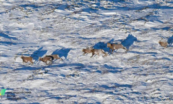 В Якутии стартовал новый проект по мониторингу снежного барана