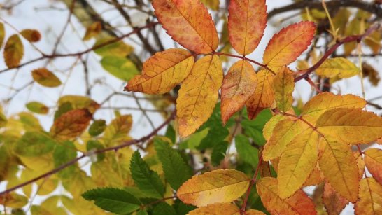 Прогноз погоды в Якутии на 1 октября