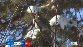 Выпуск "Вести Саха" 01.04.2025 (09:30)