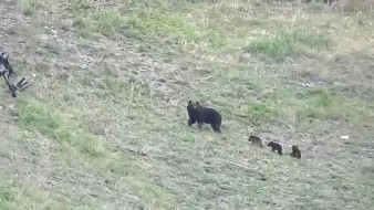 На национальном парке "Ленские столбы" заметили медведицу с тремя медвежатами
