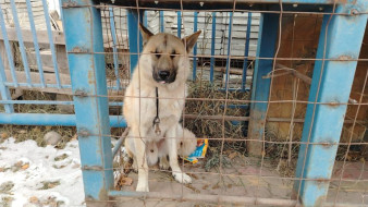 Более 1500 безнадзорных собак отловили в Якутске с начала года