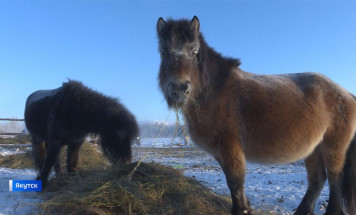 В Якутии зимовка скота и лошадей проходит в штатном режиме