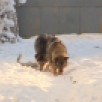 Свыше 400 безнадзорных собак отловлено в Якутии с начала года