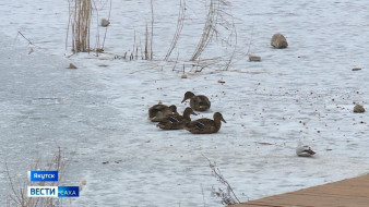 В Якутии чаще стали фиксировать случаи зимовки перелётных птиц